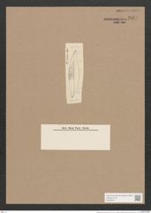 Pleurosigma latum Cleve (de-Toni-Nr.: Genus 13, Species 1008) Zeichnungen Sammlung Grunow Nr. 2054 (NHMW-BOT-W0368911)